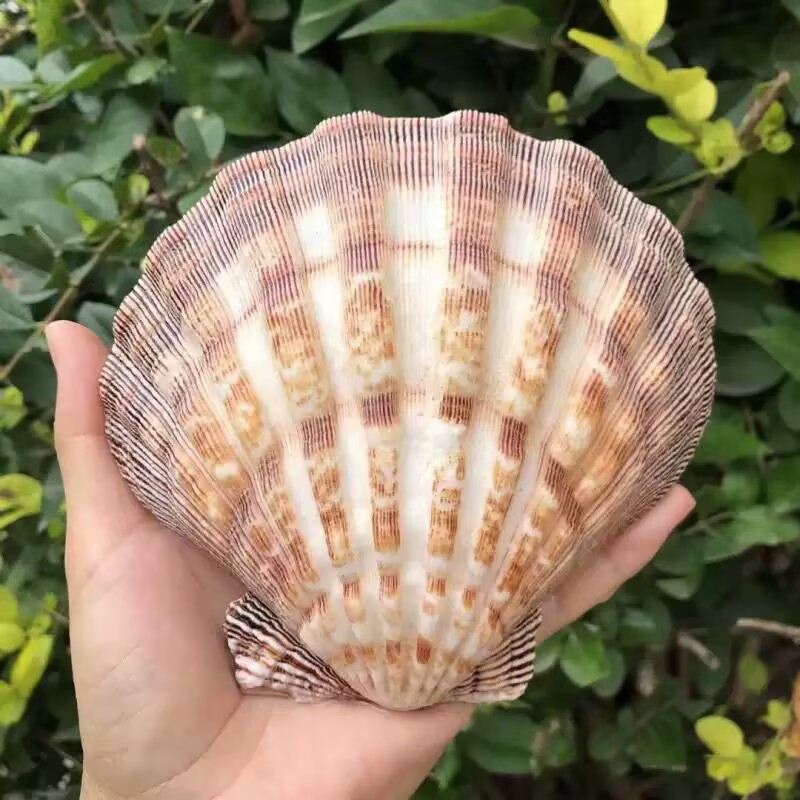Aquarium Fish Beautiful - New Natural Queen Scallop Slices, Fish