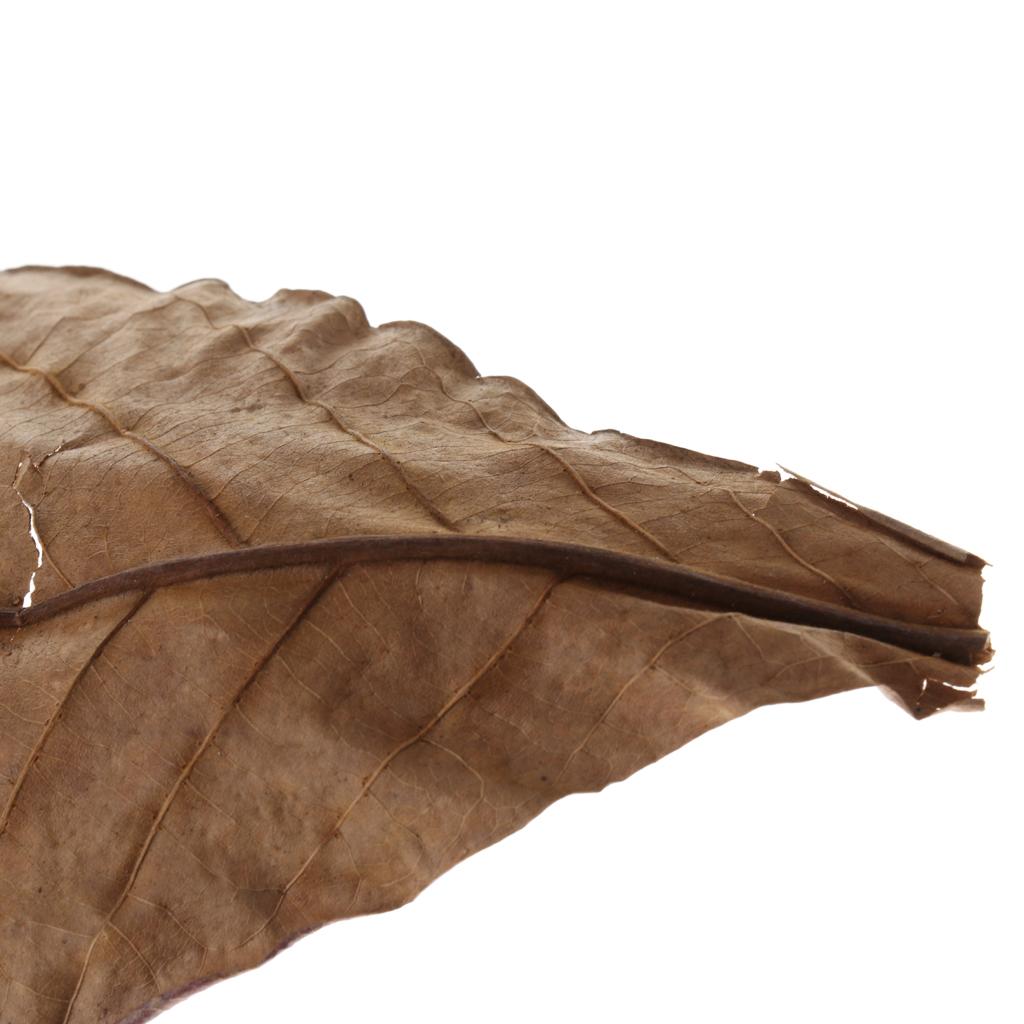 Fish Aquariums Indian Almond L - Fish Toy In Aquarium recension och pris