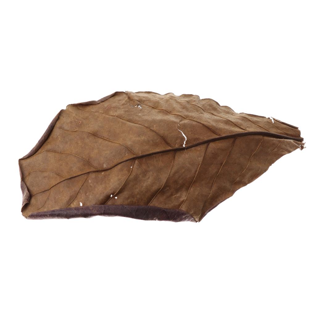 Fish Aquariums Indian Almond L - Fish Toy In Aquarium recension och pris