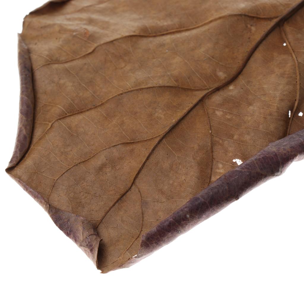 Fish Aquariums Indian Almond L - Fish Toy In Aquarium recension och pris