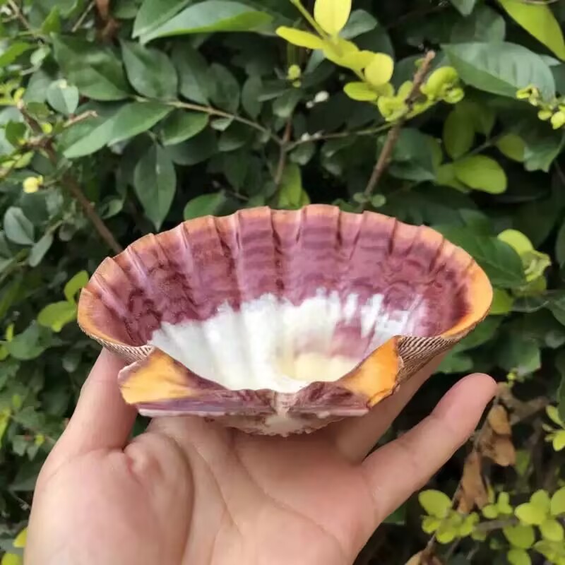 New Natural Queen Scallop Slic - Aquarium Fish Beautiful recension och pris