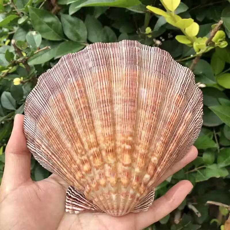 New Natural Queen Scallop Slic - Aquarium Fish Beautiful recension och pris