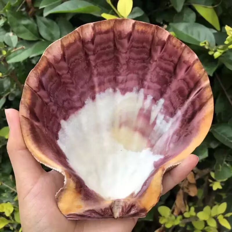 New Natural Queen Scallop Slic - Aquarium Fish Beautiful recension och pris